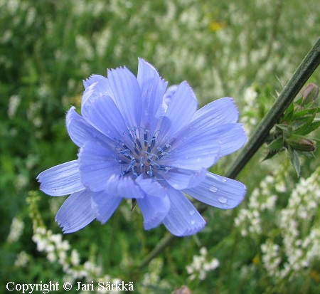 Cichorium intybus, sikuri